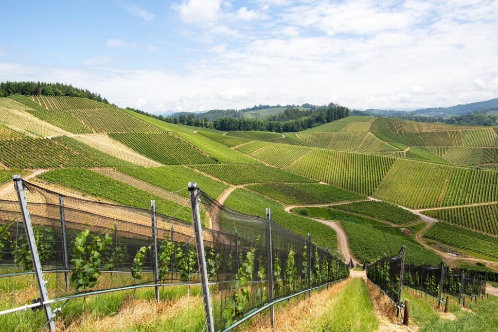 Weite Weinberge mit grünen Rebreihen, geschwungenen Wegen und sanften Hügeln unter blauem Himmel.